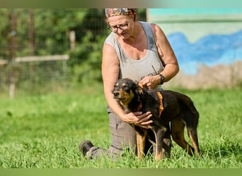 Vesna ❤️ Verschmuste junge Hündin sucht ein liebevolles Zuhause