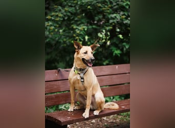 Treuer Aramis ❤️ sucht Orientierung und ein ruhiges Zuhause