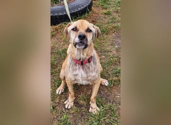 Jack ❤️ Freundlicher Rüde sucht ein liebevolles Zuhause