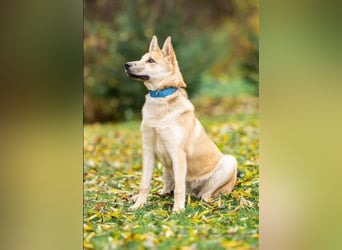 Liebevolle Foxy wartet auf ihren Neuanfang
