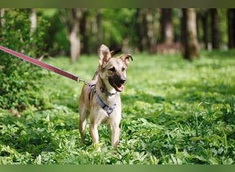 Verspielter Silver ❤️ sucht liebevolles Zuhause