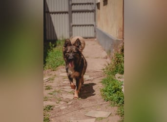 Druzhok ❤️ Kämpferherz sucht sein Zuhause