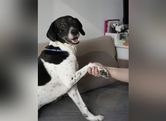 Verschmuster Rüde „Krem“ ❤️ sucht endlich ein verlässliches Zuhause