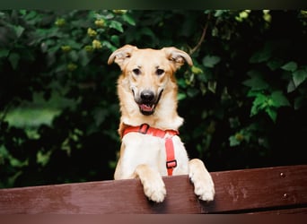 Sanfter Fox ❤️ in 16341 Panketal sucht seine Menschen