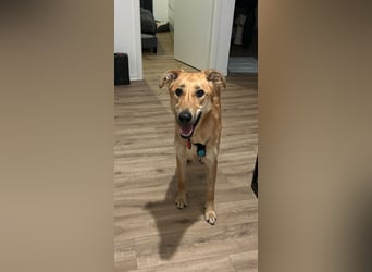 Sanfter Fox ❤️ in 16341 Panketal sucht seine Menschen