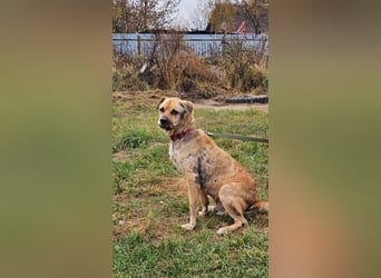Jack ❤️ Freundlicher Rüde sucht ein liebevolles Zuhause