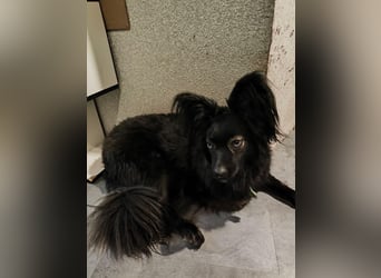 Henry ❤️  sanfter Kuschelbär sucht Menschen mit Herz