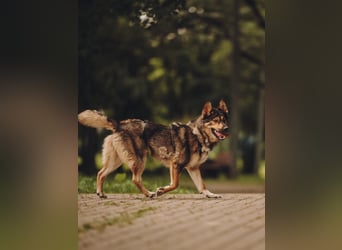 Freundliche und fröhliche Dana ❤️ sucht ihre Familie