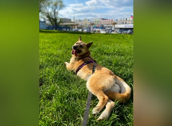 Sanfte Lissy ❤️ sucht liebevolles Zuhause
