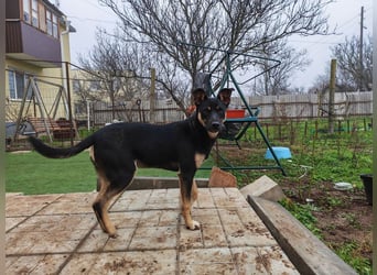 Sam ❤️ lebensfroher Wirbelwind sucht aktive Menschen