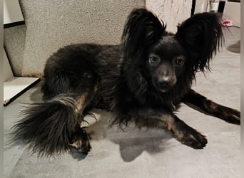 Henry ❤️  sanfter Kuschelbär sucht Menschen mit Herz