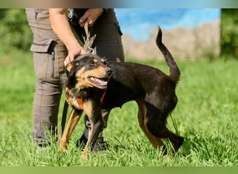 Vesna ❤️ Verschmuste junge Hündin sucht ein liebevolles Zuhause
