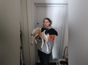 Verschmuster Rüde „Krem“ ❤️ sucht endlich ein verlässliches Zuhause
