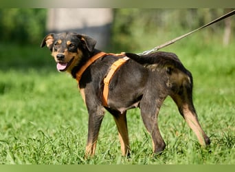 Vesna ❤️ Verschmuste junge Hündin sucht ein liebevolles Zuhause