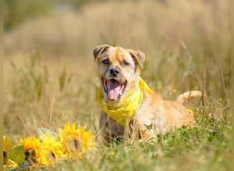 Jack ❤️ sucht sein Für-Immer-Zuhause