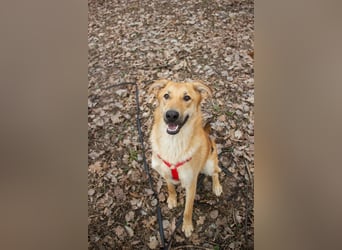 Sanfter Fox ❤️ in 16341 Panketal sucht seine Menschen