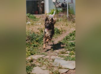 Druzhok ❤️ Kämpferherz sucht sein Zuhause