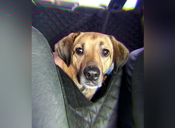 Knopa ❤️ Kämpferin sucht Zuhause