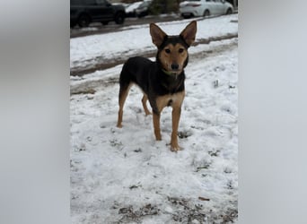 Kerry ❤️ aus dem Tierschutz sucht ihr Glück