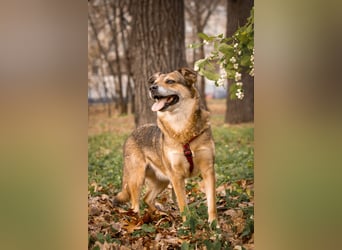 Sensibler Schatz Fanny ❤️sucht verständnisvolles Zuhause