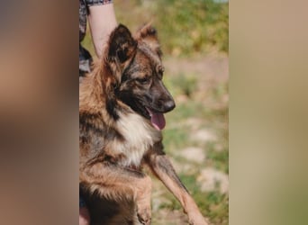 Druzhok ❤️ Kämpferherz sucht sein Zuhause