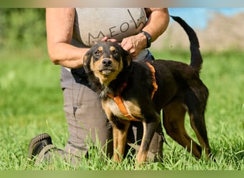 Vesna ❤️ Verschmuste junge Hündin sucht ein liebevolles Zuhause