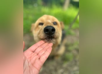 Liebenswerter Pushok ❤️ aus dem Tierschutz sucht sein Glück