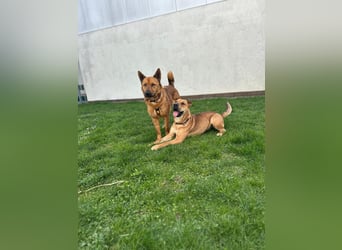 Maxi ❤️ Vom Tierheim ins Leben