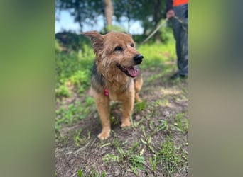 Liebenswerter Pushok ❤️ aus dem Tierschutz sucht sein Glück