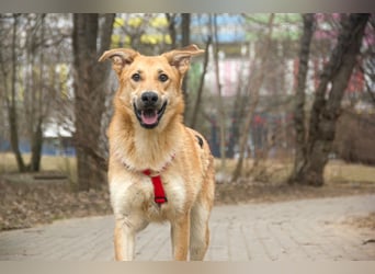 Sanfter Fox ❤️ in 16341 Panketal sucht seine Menschen