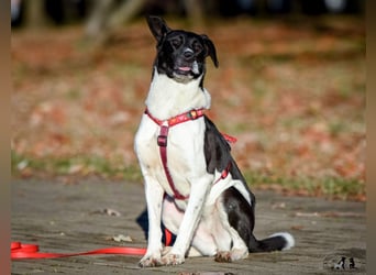 Charakterstarke Hündin Dakota ❤️ sucht Menschen mit Herz und Verstand