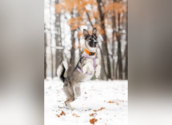 Pösa ❤️Aktiver und verschmuster Begleiter sucht sein Zuhause