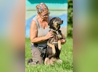 Leo ❤️ Freundlicher junger Rüde sucht liebevolle Menschen