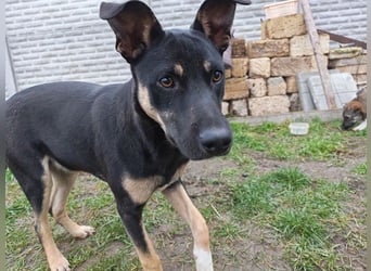 Sam ❤️ lebensfroher Wirbelwind sucht aktive Menschen