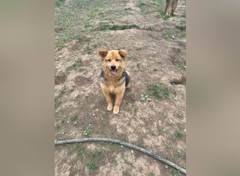 Liebenswerter Pushok ❤️ aus dem Tierschutz sucht sein Glück