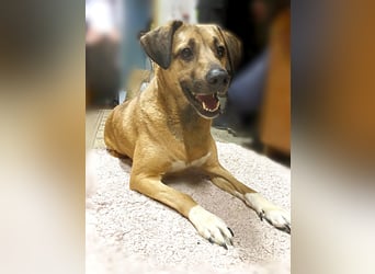 Knopa ❤️ Kämpferin sucht Zuhause