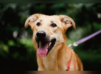 Sanfter Fox ❤️ in 16341 Panketal sucht seine Menschen