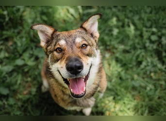 Sensibler Schatz Fanny ❤️sucht verständnisvolles Zuhause