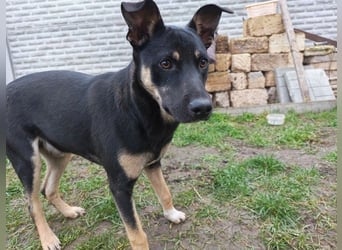 Sam ❤️ lebensfroher Wirbelwind sucht aktive Menschen