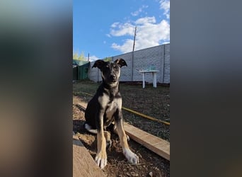 Sam ❤️ lebensfroher Wirbelwind sucht aktive Menschen