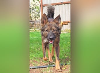 Druzhok ❤️ Kämpferherz sucht sein Zuhause