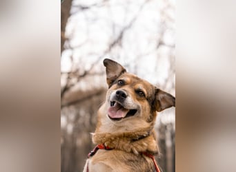 Sensibler Schatz Fanny ❤️sucht verständnisvolles Zuhause