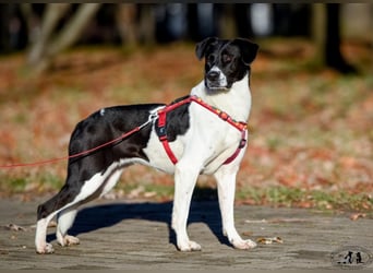 Charakterstarke Hündin Dakota ❤️ sucht Menschen mit Herz und Verstand