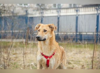 Sanfter Fox ❤️ in 16341 Panketal sucht seine Menschen