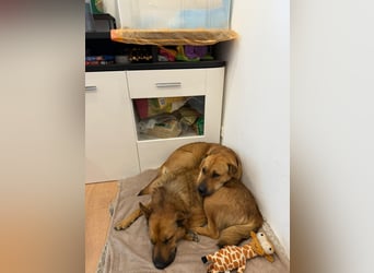 Maxi ❤️ Vom Tierheim ins Leben