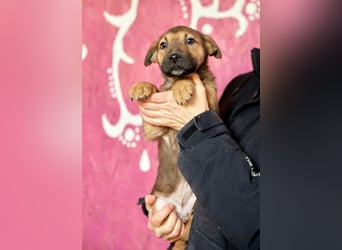 Maxi ❤️ Vom Tierheim ins Leben