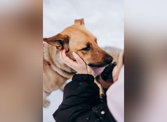 Treuer Aramis ❤️ sucht Orientierung und ein ruhiges Zuhause