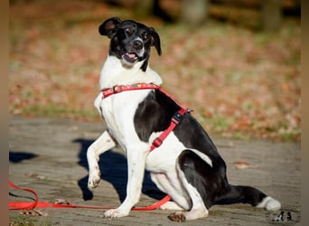 Charakterstarke Hündin Dakota ❤️ sucht Menschen mit Herz und Verstand