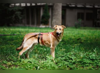 Sanfter Fox ❤️ in 16341 Panketal sucht seine Menschen