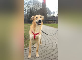 Sanfter Fox ❤️ in 16341 Panketal sucht seine Menschen